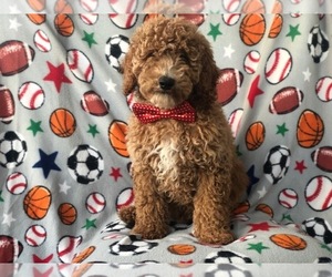 Medium Poodle (Standard)