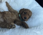 Puppy Blue Goldendoodle (Miniature)
