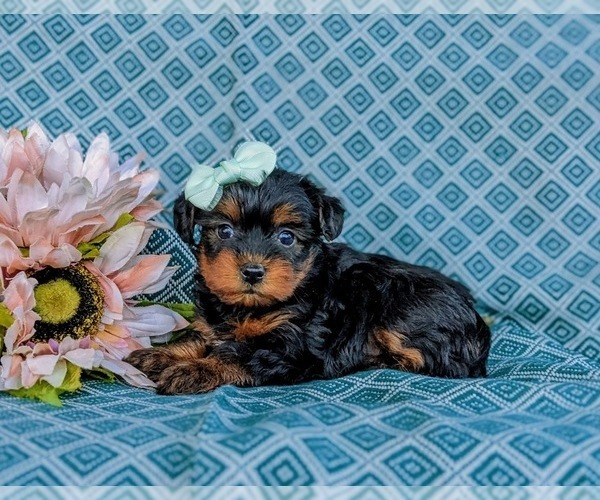 Medium Photo #5 YorkiePoo Puppy For Sale in OXFORD, PA, USA