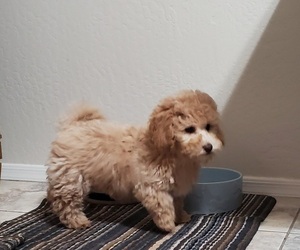 Maltipoo Puppy for sale in GOODYEAR, AZ, USA