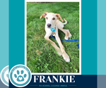 Small #1 Labrador Retriever Mix