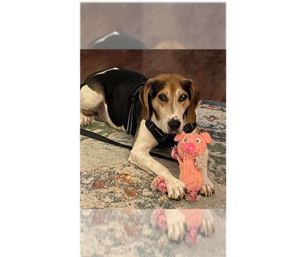 Medium Photo #1 Treeing Walker Coonhound-Unknown Mix Puppy For Sale in Greenbelt, MD, USA