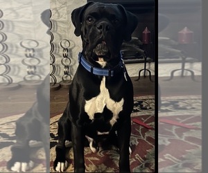 Father of the Boxer puppies born on 01/08/2026