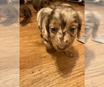 Small Photo #4 Dachshund Puppy For Sale in CATAWBA, SC, USA