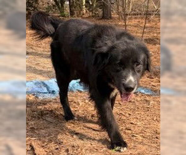 Medium Photo #3 Great Pyrenees-Unknown Mix Puppy For Sale in Newfoundland, PA, USA