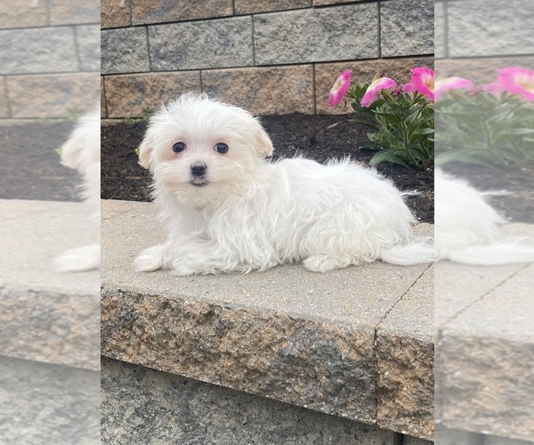 Medium Photo #3 Maltese Puppy For Sale in CANOGA, NY, USA