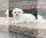 Small #2 Maltese