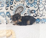 Small Photo #19 Yoranian Puppy For Sale in LEWISBURG, KY, USA