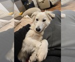 Small #1 Mutt