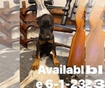 Small Photo #14 Doberman Pinscher Puppy For Sale in SAMSON, AL, USA
