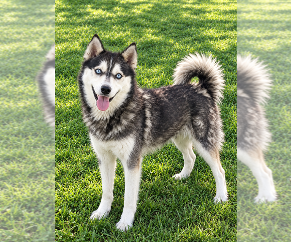 Medium Photo #1 Alaskan Klee Kai Puppy For Sale in HILLSBORO, OH, USA