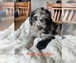 Goldendoodle Puppy for Sale in ANTWERP, New York USA
