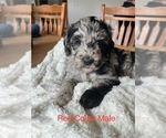 Small Photo #1 Goldendoodle Puppy For Sale in ANTWERP, NY, USA