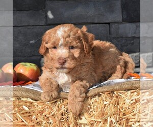 Poodle (Miniature)-Sheepadoodle Mix Puppy for sale in SUNBURY, PA, USA