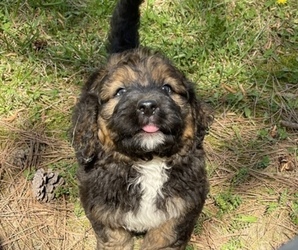 Bernedoodle Puppy for sale in GRAHAM, NC, USA