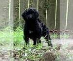 Small Photo #1 Labradoodle Puppy For Sale in HUMBLE, TX, USA