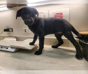 Labrador Retriever Dogs for adoption in Baytown, TX, USA