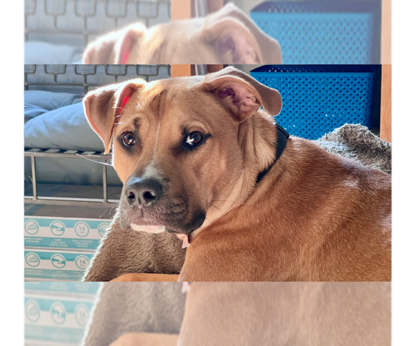 Medium Photo #11 American Staffordshire Terrier-Labrador Retriever Mix Puppy For Sale in Brewster, NY, USA