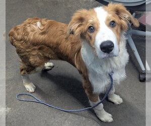 Australian Shepherd-Collie Mix Dogs for adoption in Evansville, IN, USA