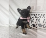 Small #2 German Shepherd Dog