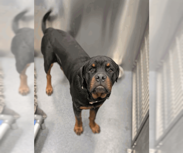 Medium Photo #2 Rottweiler Puppy For Sale in Hillsboro, NH, USA