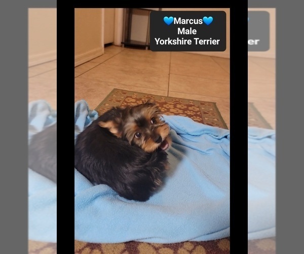 Medium Photo #2 Yorkshire Terrier Puppy For Sale in TUCSON, AZ, USA