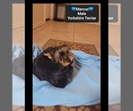 Small #1 Yorkshire Terrier