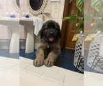 Small Photo #1 Leonberger Puppy For Sale in WALDWICK, NJ, USA