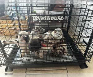 French Bulldog Litter for sale in HOUSTON, TX, USA
