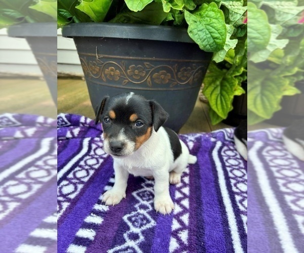 Medium Photo #1 Rat Terrier Puppy For Sale in TAMPICO, IL, USA