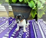 Small Photo #1 Rat Terrier Puppy For Sale in TAMPICO, IL, USA