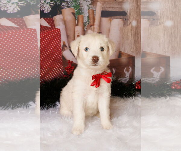 Medium Photo #2 Great Pyrenees-Unknown Mix Puppy For Sale in McKinney, TX, USA