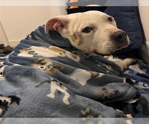 Medium Photo #3 American Pit Bull Terrier Puppy For Sale in Derwood, MD, USA