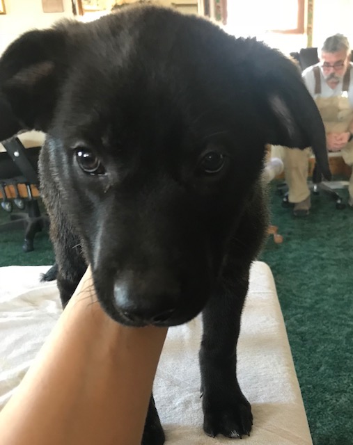 Medium Photo #1 German Shepherd Dog-Great Dane Mix Puppy For Sale in ROGERSVILLE, MO, USA