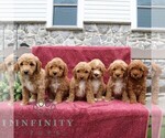 Small #4 Goldendoodle (Miniature)