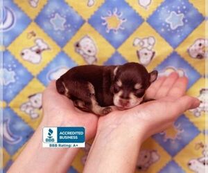 Schnauzer (Miniature) Puppy for sale in WINNSBORO, LA, USA