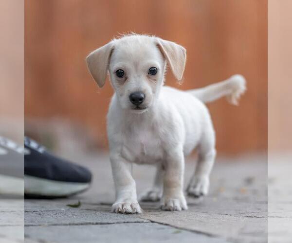 Medium Photo #8 Poodle (Miniature)-Unknown Mix Puppy For Sale in San Diego, CA, USA