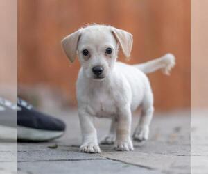Noodle Pup - Ravioli - Male Poodle (Miniature)-Unknown Mix Dog for Adoption - Photo #8