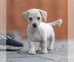 Small Photo #8 Poodle (Miniature)-Unknown Mix Puppy For Sale in San Diego, CA, USA