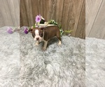 Small Photo #2 Boston Terrier Puppy For Sale in MYRTLE, MO, USA