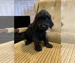 Puppy 12 Goldendoodle-Poodle (Standard) Mix