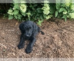 Puppy Puppy 1 Labradoodle
