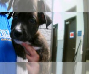 Medium American Pit Bull Terrier Mix