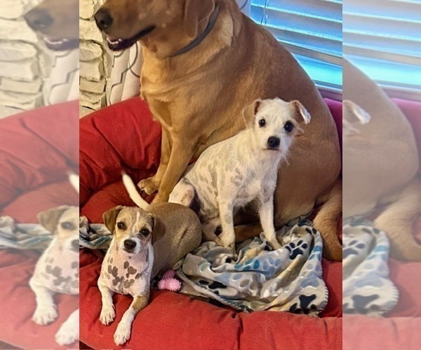 Medium Photo #5 Chihuahua Puppy For Sale in HUNTSVILLE, AL, USA