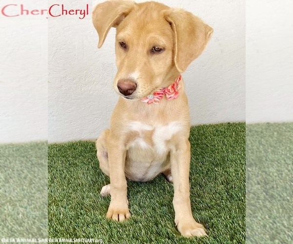 Medium Photo #1 Labrador Retriever-Unknown Mix Puppy For Sale in San Diego, CA, USA