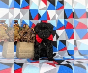 Poovanese Puppy for sale in KIRKWOOD, PA, USA