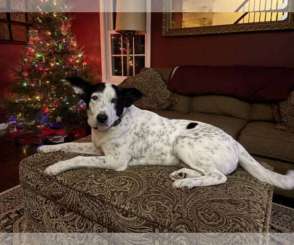 Medium Photo #1 Mutt Puppy For Sale in Rootstown, OH, USA