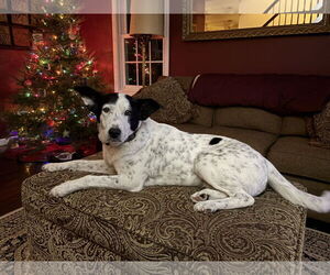 Mutt Dogs for adoption in Rootstown, OH, USA