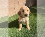 Small Photo #20 Golden Retriever Puppy For Sale in LAS VEGAS, NV, USA