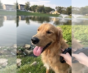 Father of the Golden Retriever puppies born on 05/14/2025